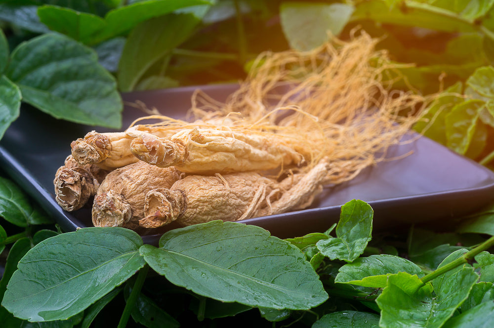 Panax Ginseng/Asian Ginseng