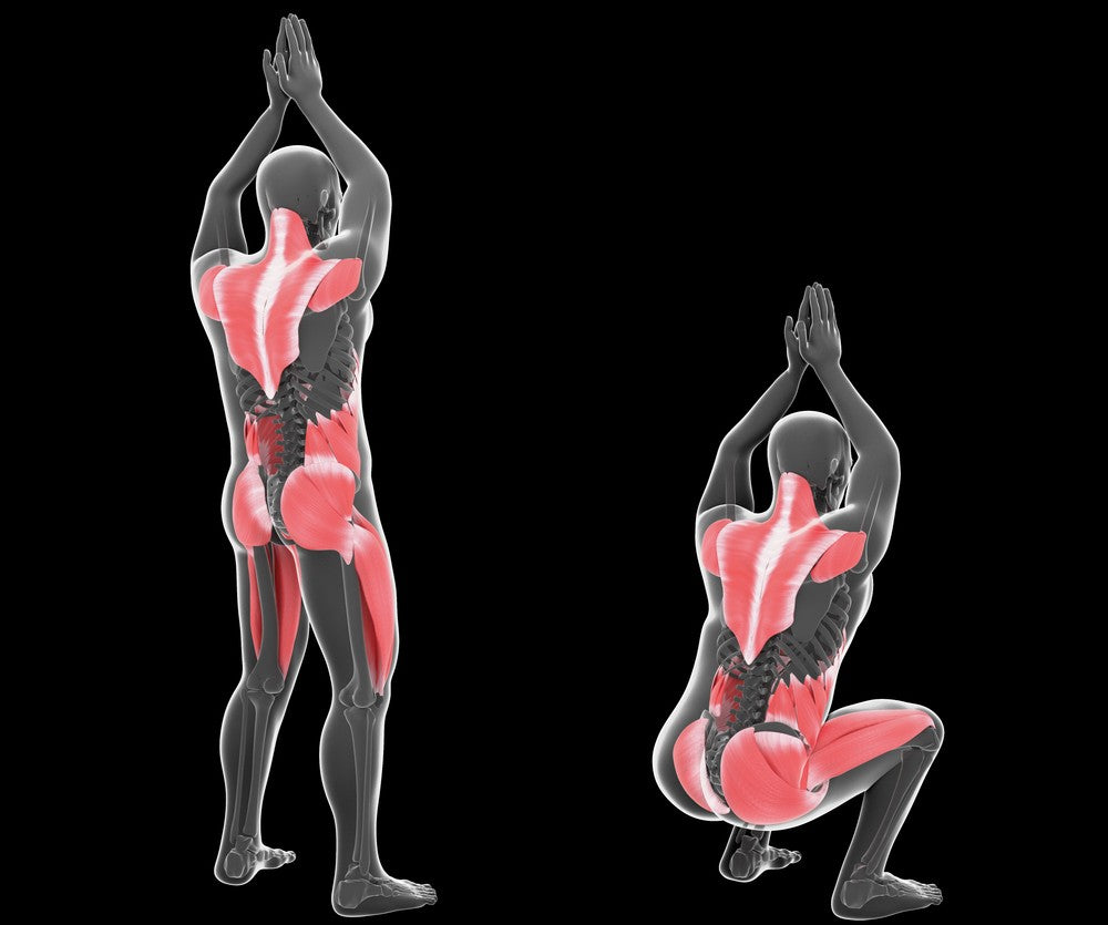 Air Squat Muscles Targeted - Image from Shutterstock