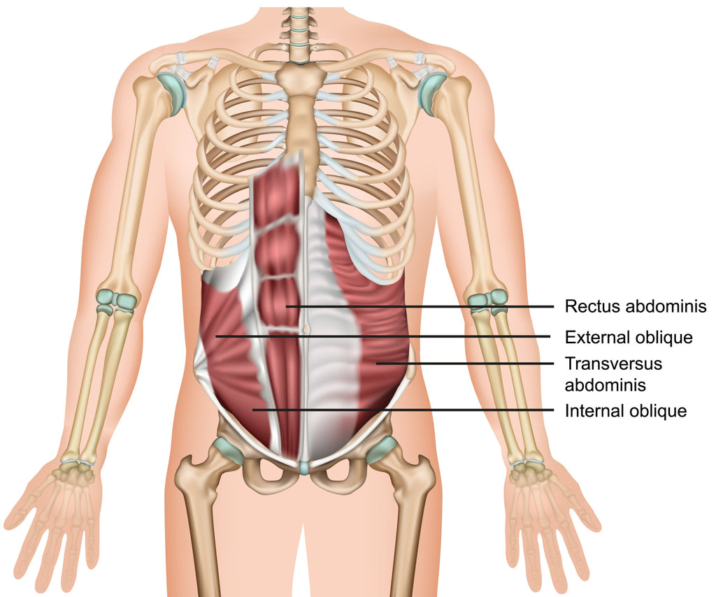 Core Muscles - Image from Shutterstock