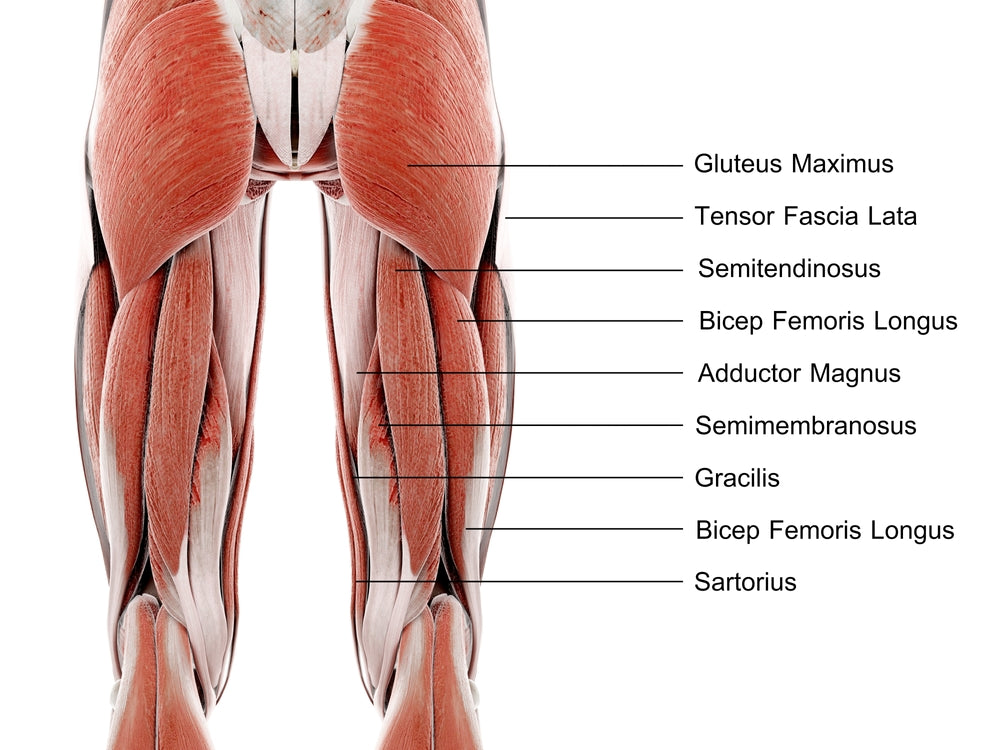 Lower-body muscles - Image From Shutterstock