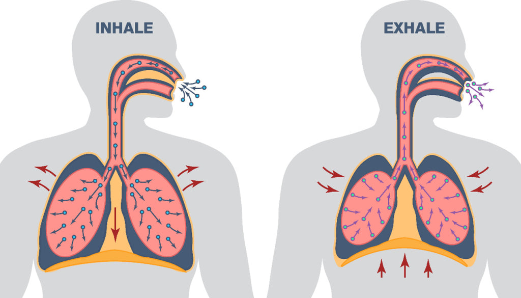 Lungs Inhale and Exhale