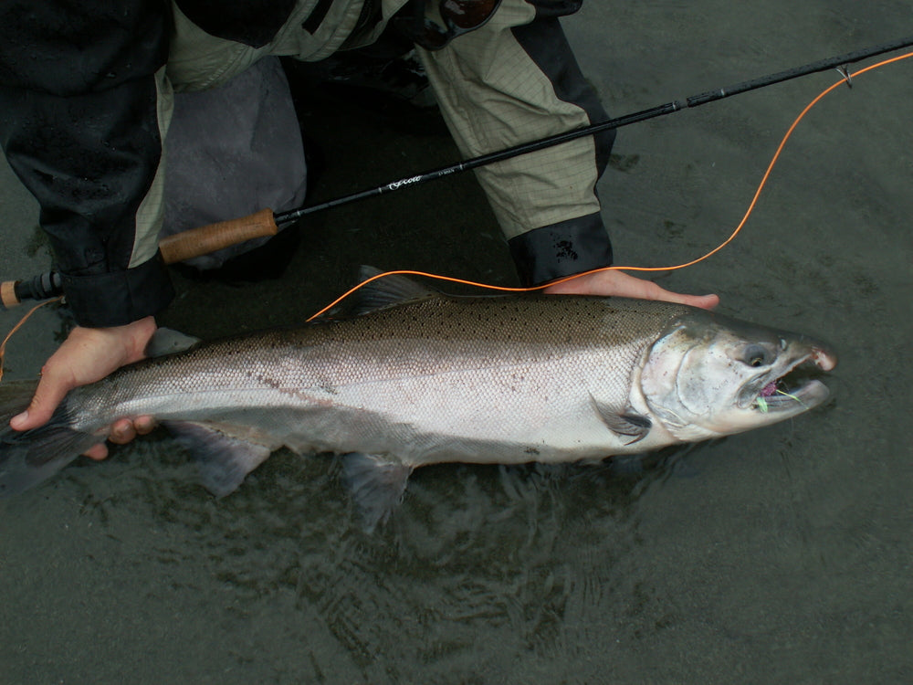 Alaskan King salmon