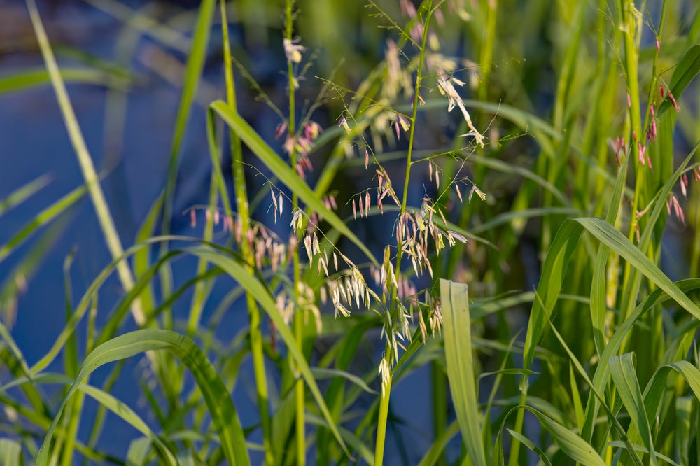 WIld rice in the midwest