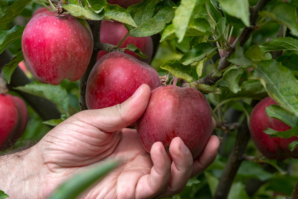 New England Apple Orchard