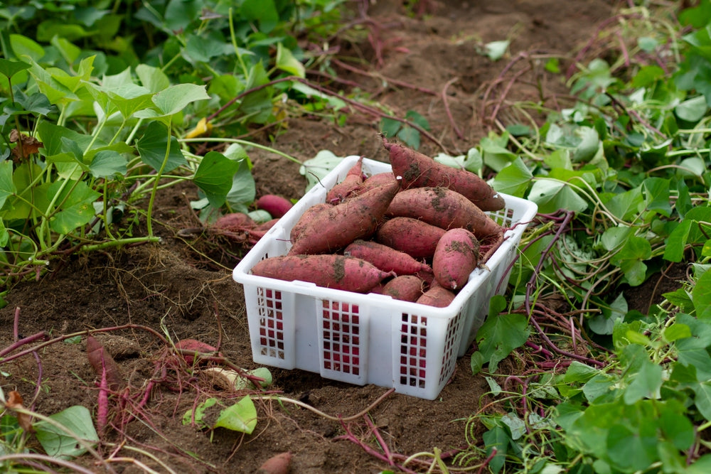 Southeast Sweet Potatoes