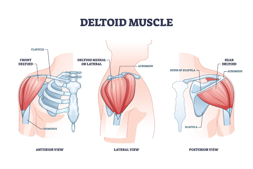 Deltoids - Image from Shutterstock