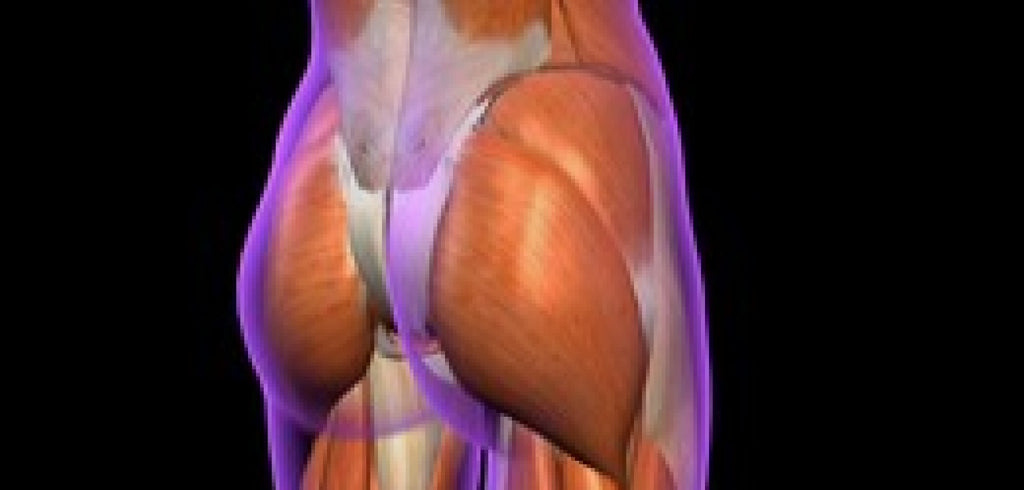 Gluteus Maximus – Image from Shutterstock