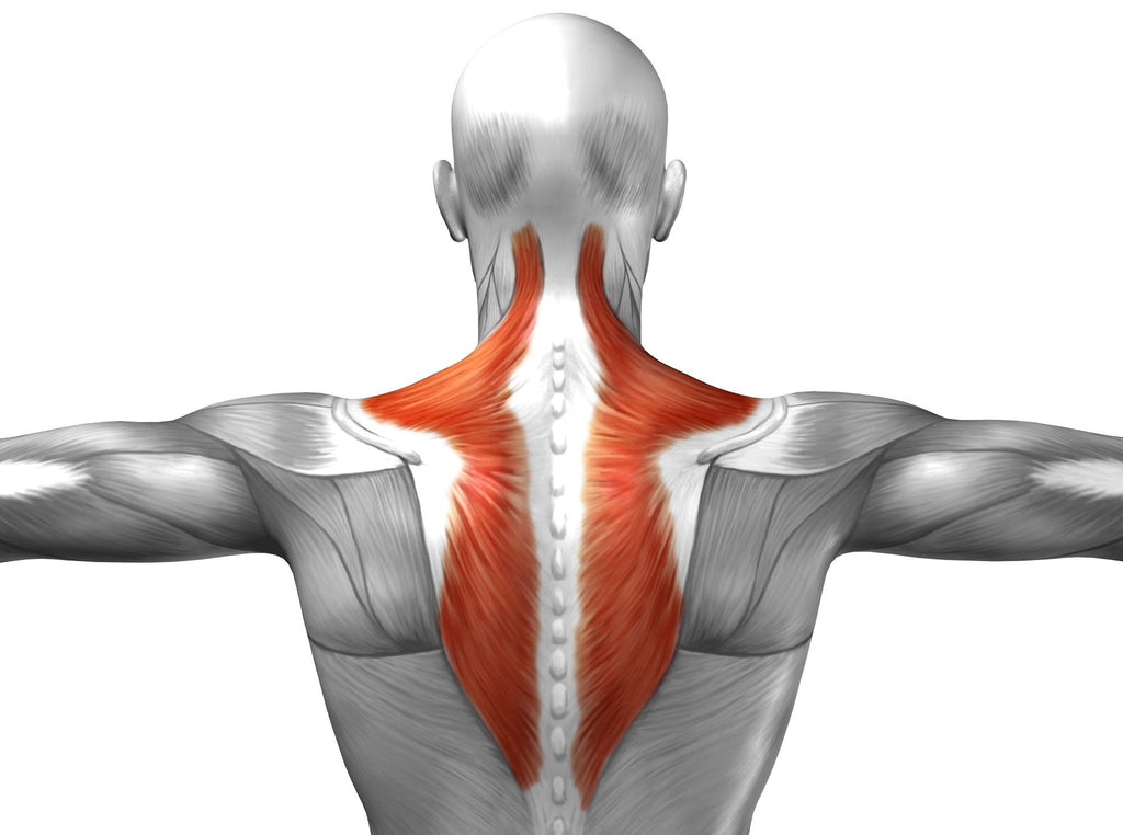 Trapezius – Image from Shutterstock