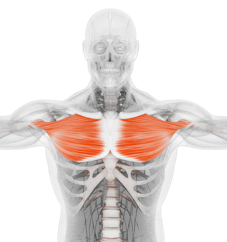 Pectoral Major - Image from Shutterstock