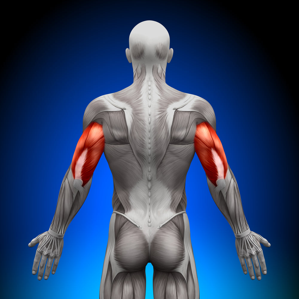 Triceps – Image from Shutterstock