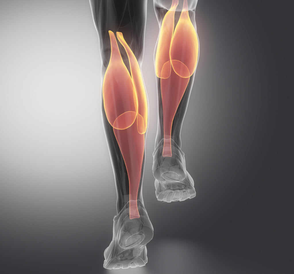 Calf Muscles in Action - Image from Shutterstock