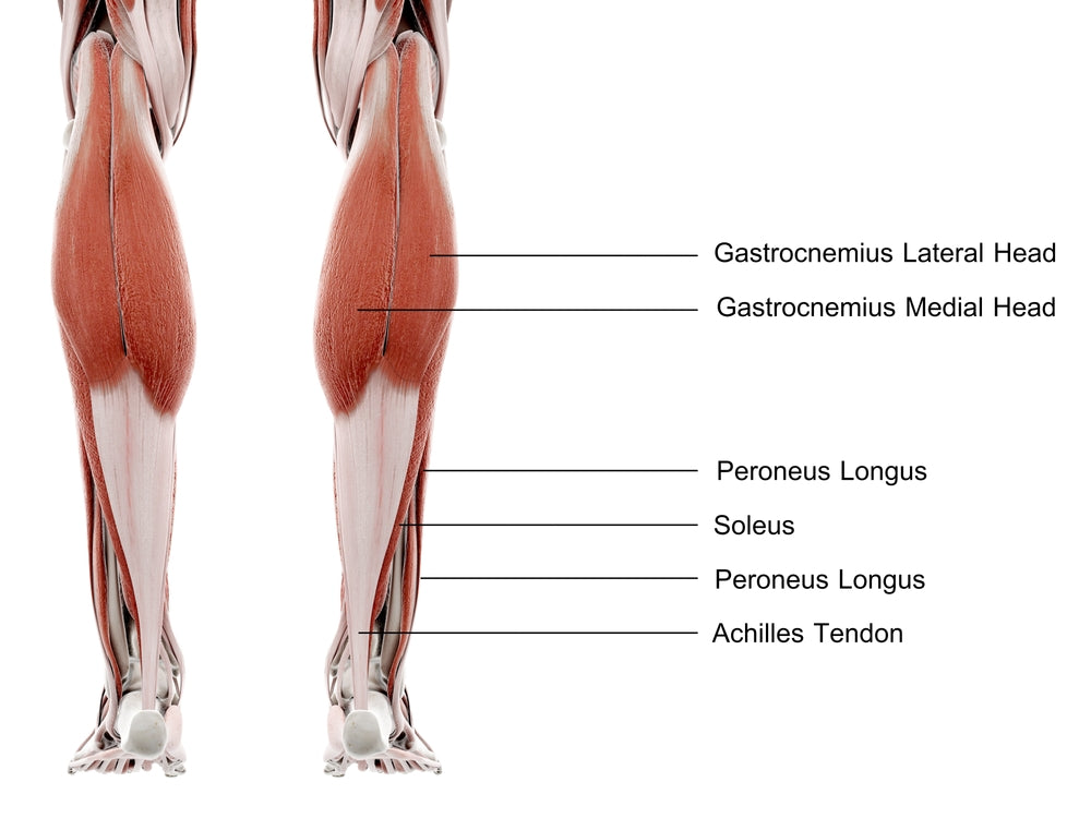 Calf Muscles - Image from Shutterstock