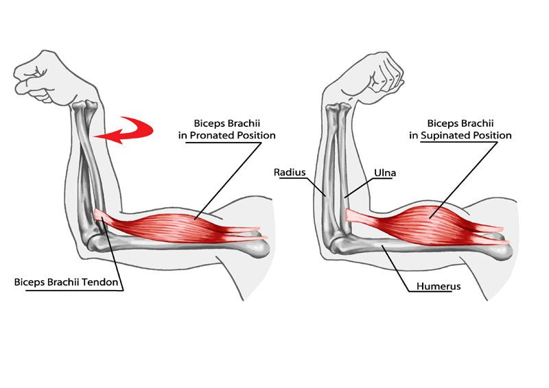 Biceps Muscles – Image from Shutterstock