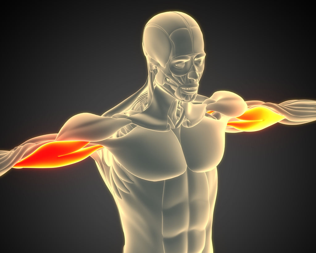 Biceps Brachii – Image from Shutterstock