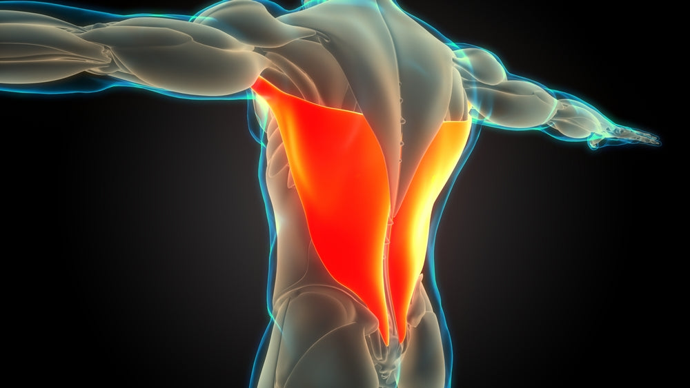 Latissimus Dorsi – Image from Shutterstock