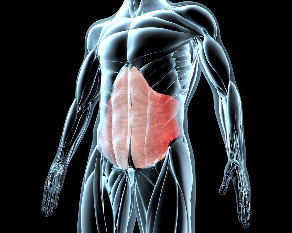 Transverse Abdominis – Image from Shutterstock 