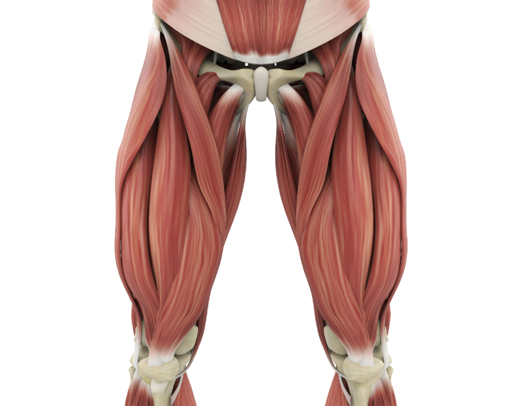 Quadriceps Muscles – Image from Shutterstock