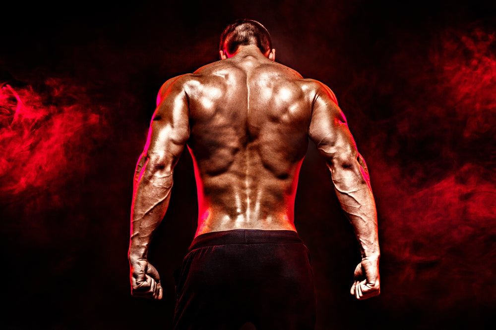 Back Muscles – Image from Shutterstock