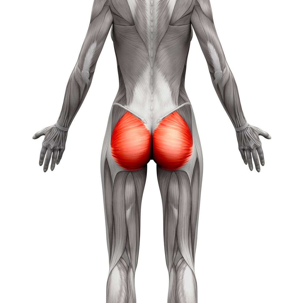 Glute Muscles – Image from Shutterstock