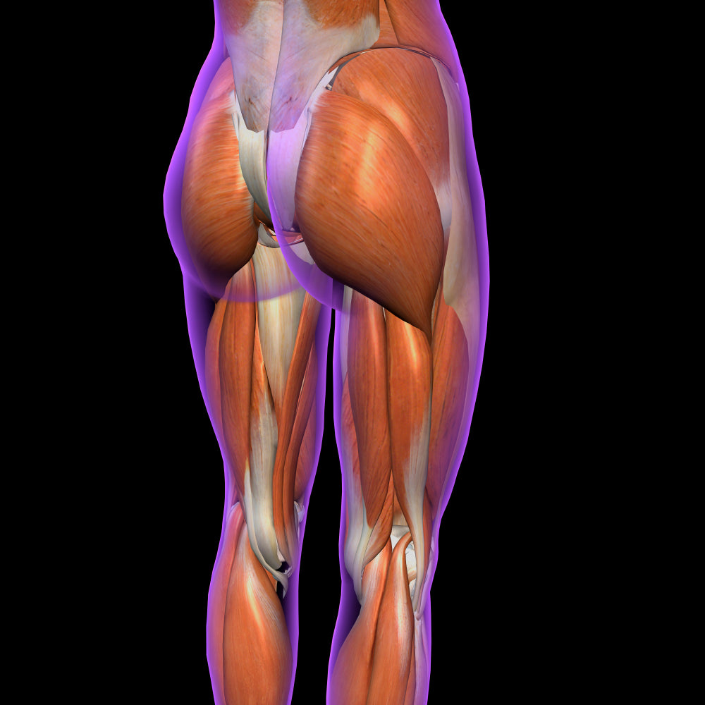 Posterior Chain – Image from Shutterstock
