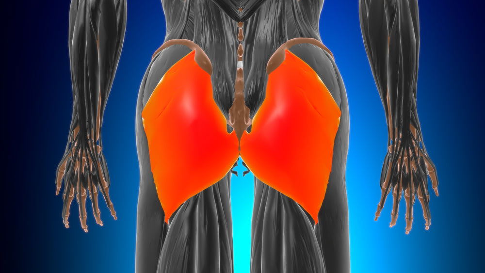 Gluteus Maximus - Image from Shutterstock