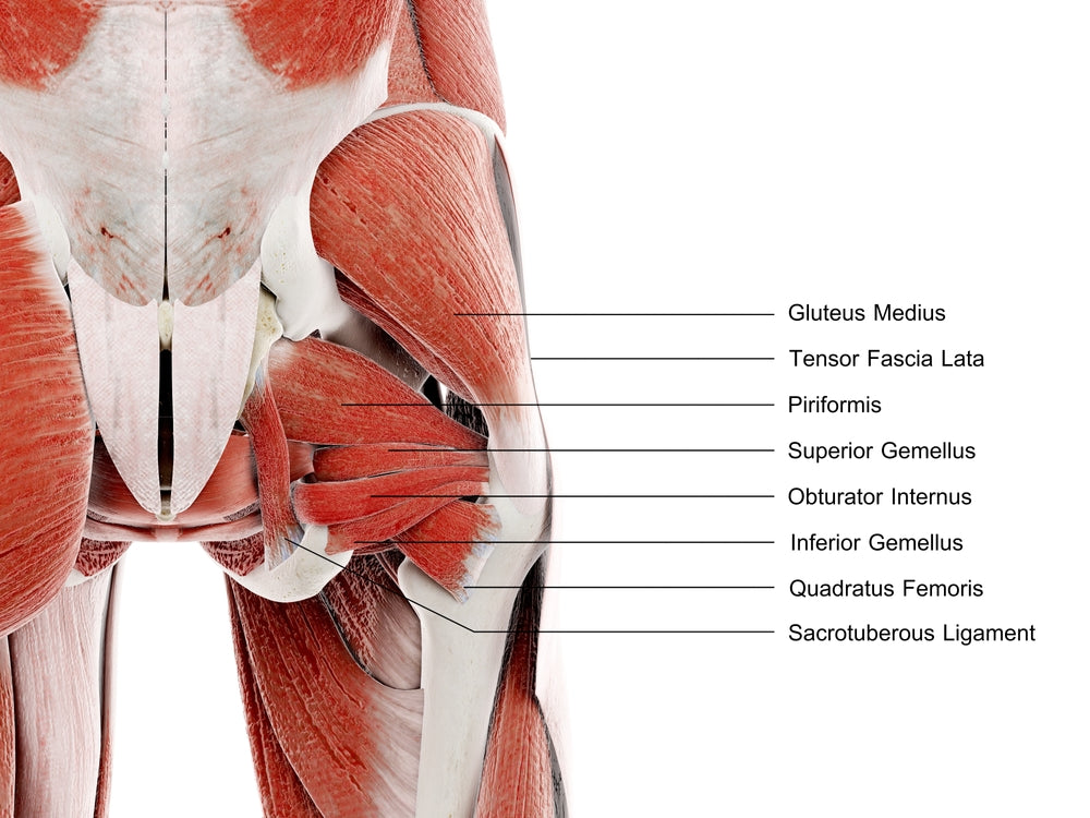 Steel Supplements Hip Muscles – Image from Shutterstock