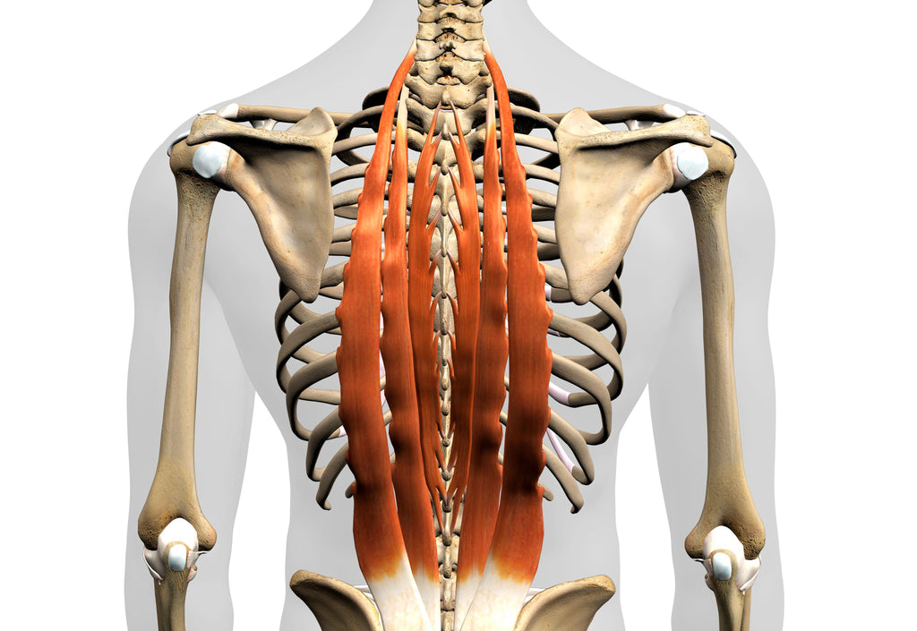 Erector Spinae – Image from Shutterstock