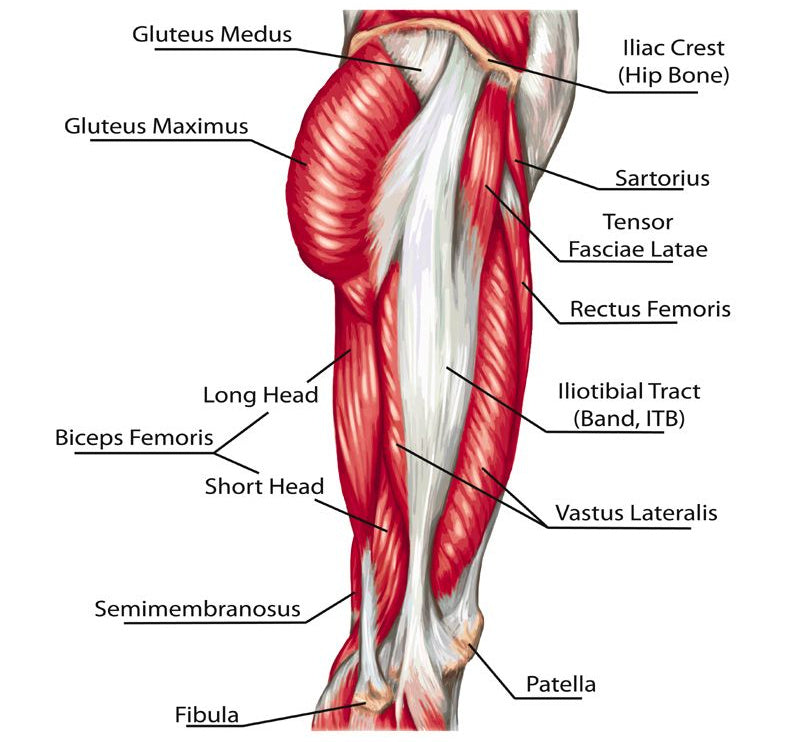 Kang Squat Muscles Worked - Image from Shutterstock