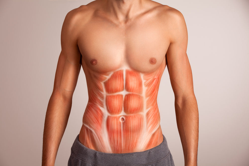 Abdominal Muscles – Image from Shutterstock