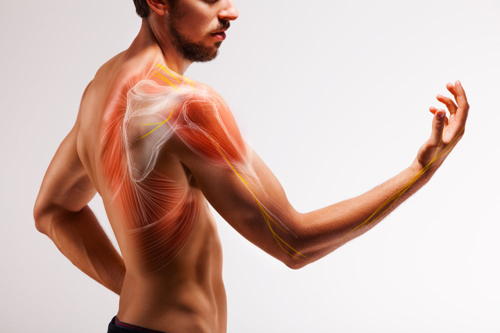 Scapular Muscles – Image from Shutterstock