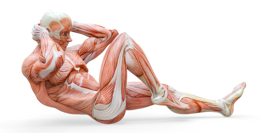 Muscular System - Image from Shutterstock