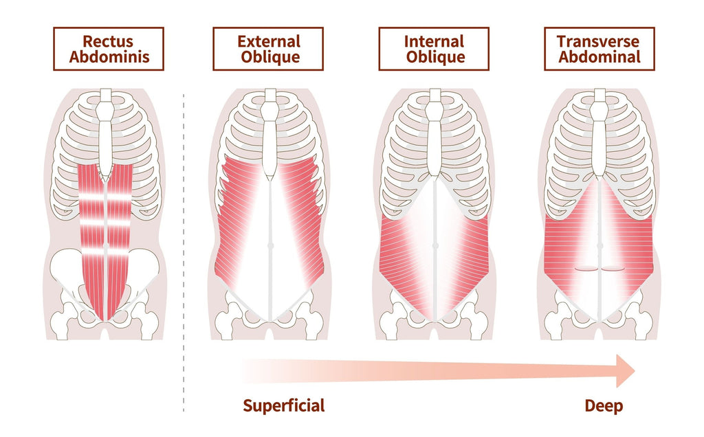 Abdominal Muscles - Image from Shutterstock