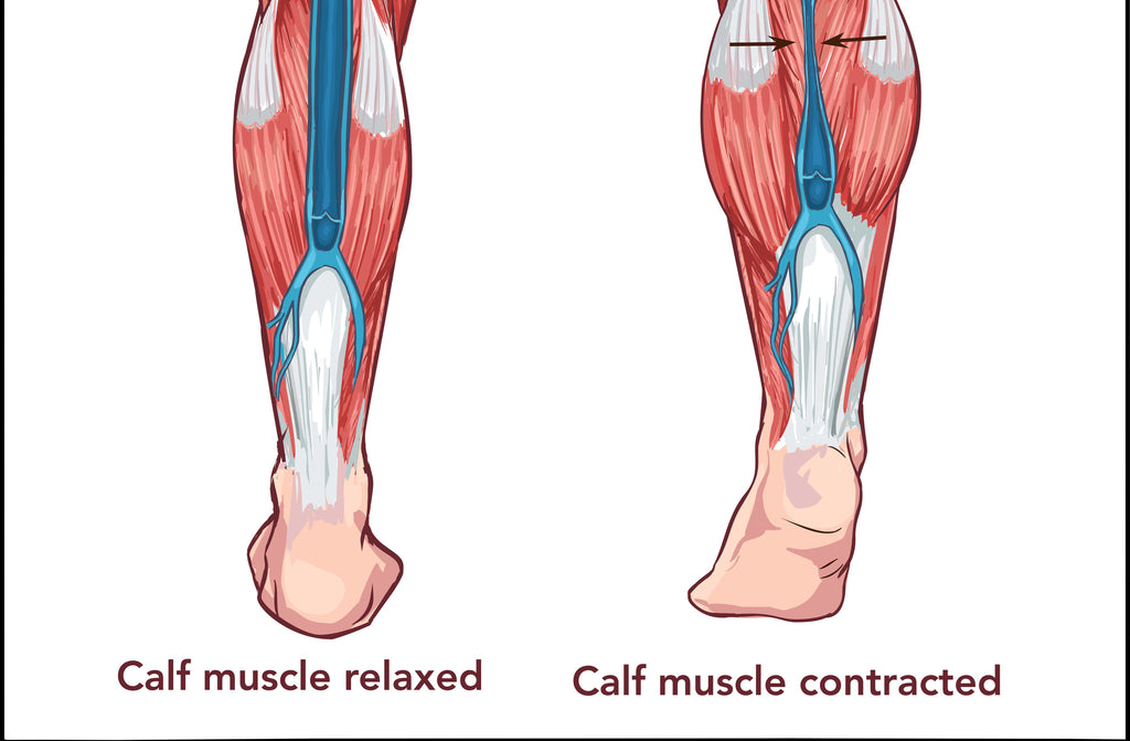 Calf muscles – Image from Shutterstock