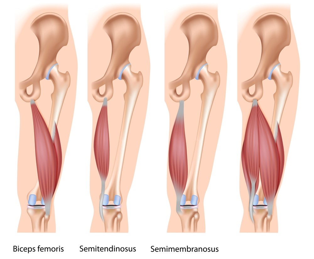 Hamstring Group of Muscles – Image from Shutterstock