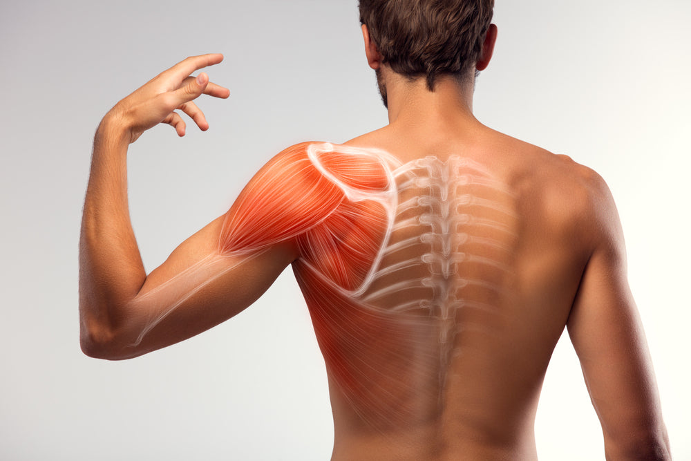Shoulder and upper back muscles – Image from Shutterstock