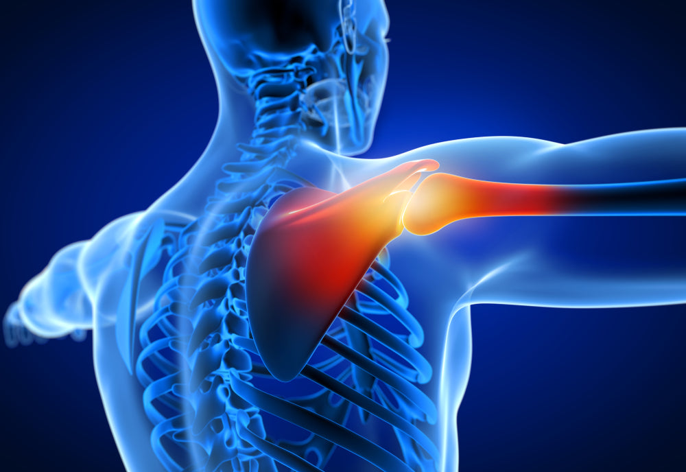 Shoulder Anatomy – Image from Shutterstock