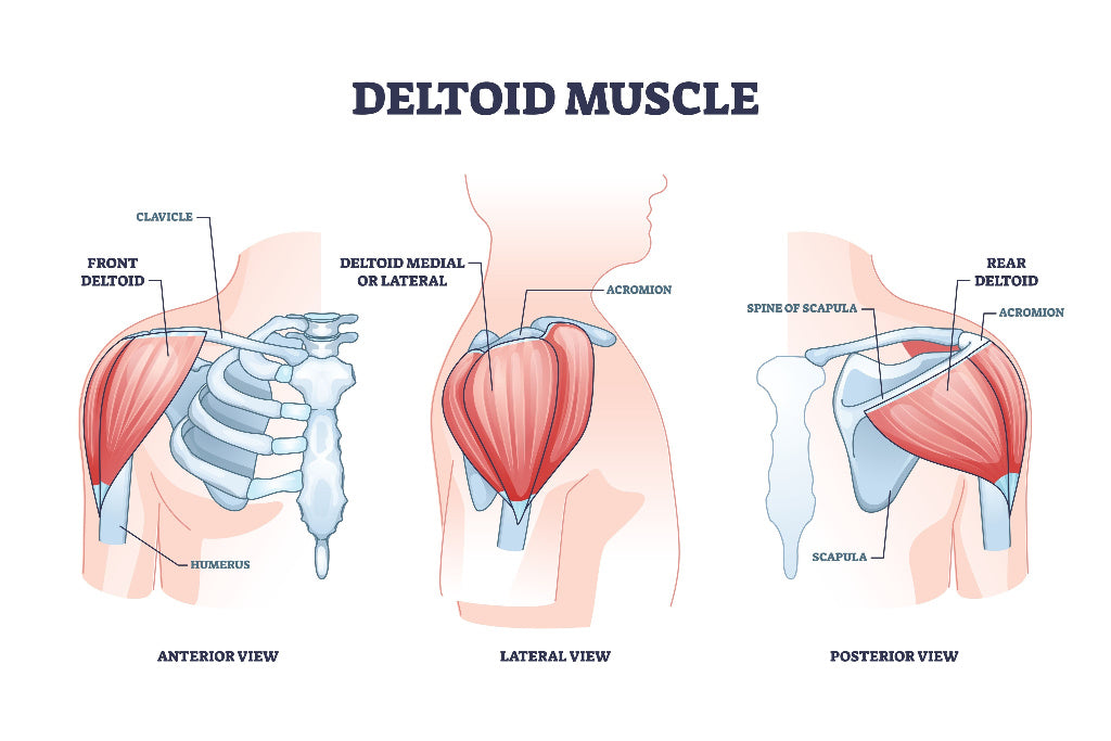 Deltoid Muscles – Image from Shutterstock
