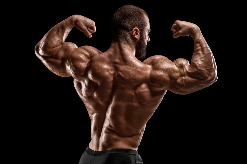Shoulder muscles – Image from Shutterstock