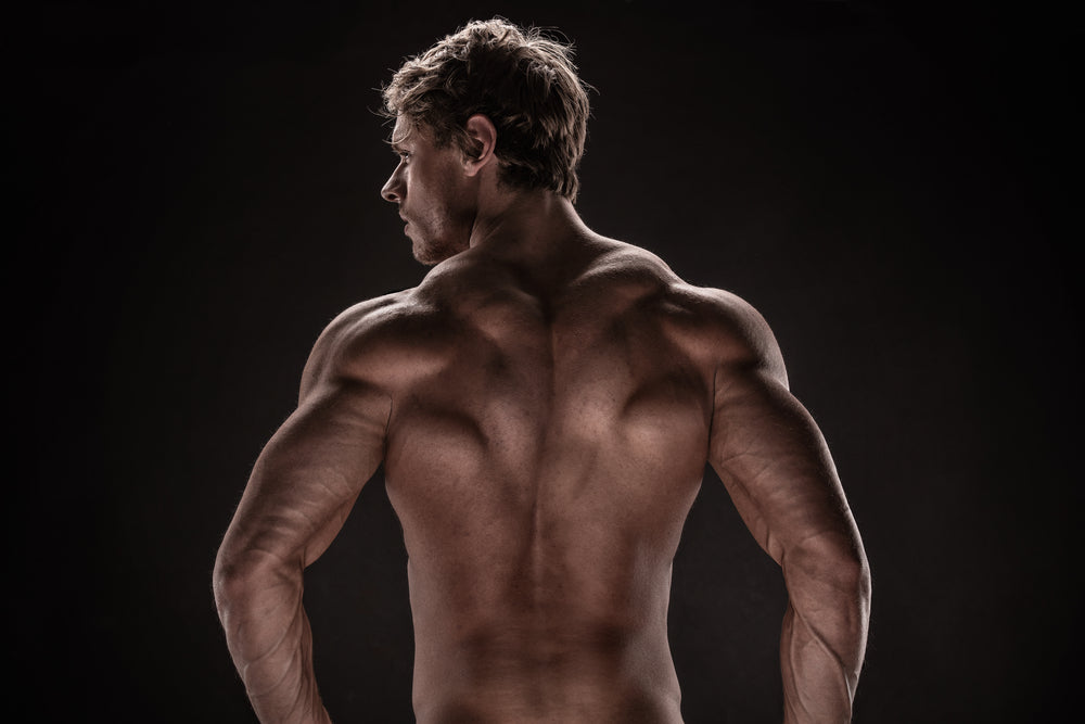 Lats & Shoulder Muscles– Image from Shutterstock