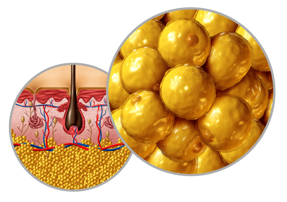 Anatomy of Body Fat