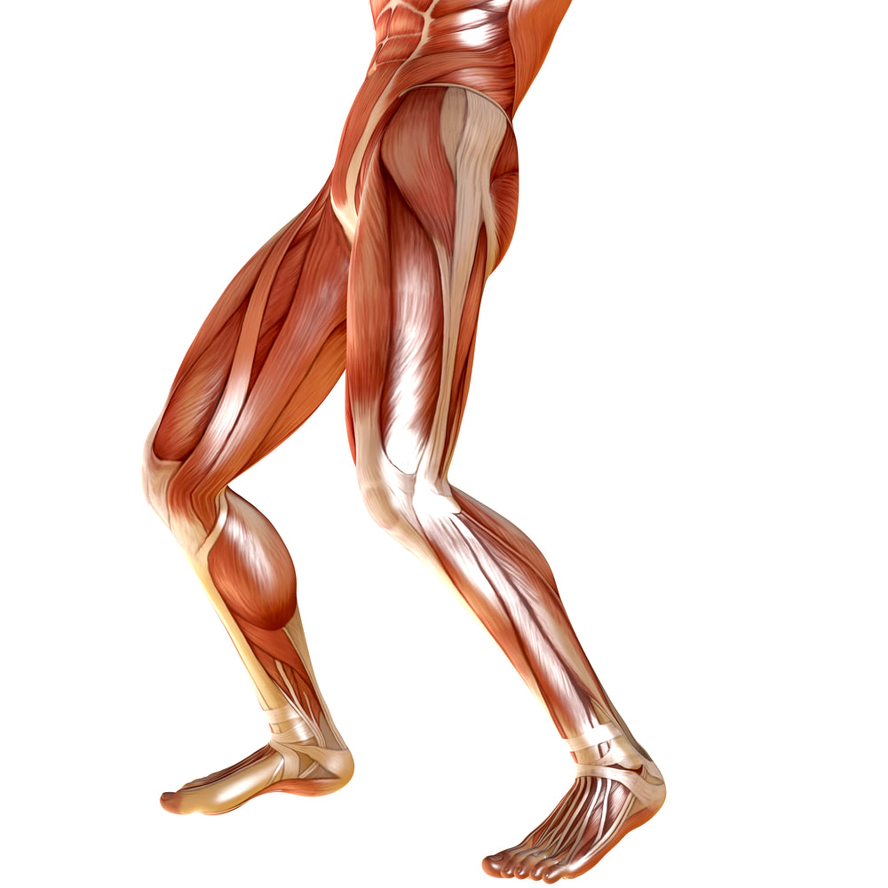 Leg Muscles – Image from Shutterstock