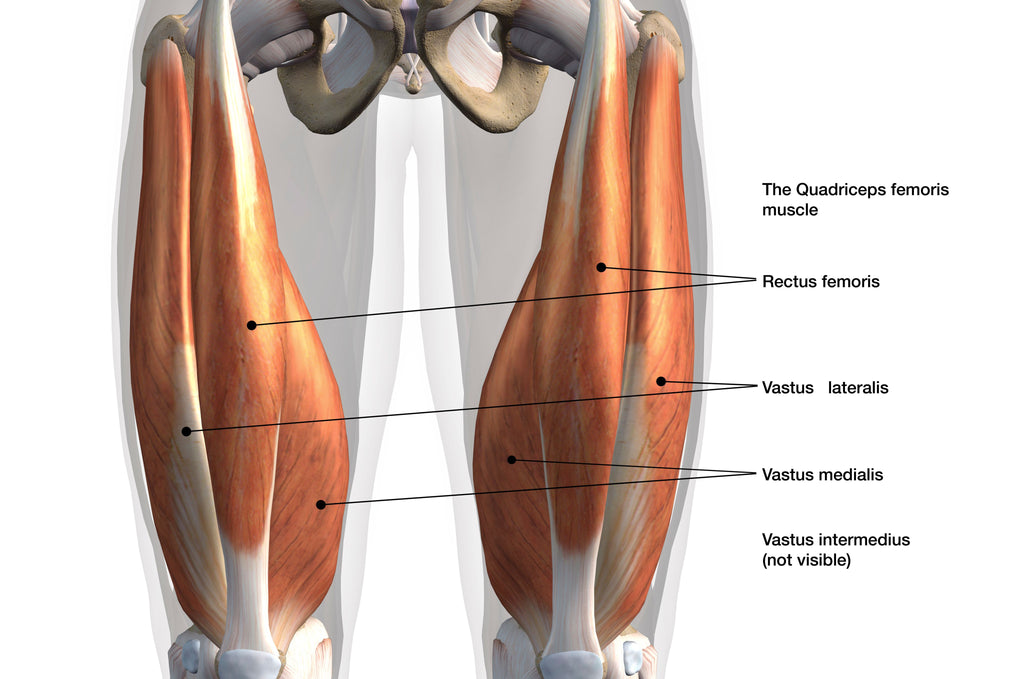 Quadriceps muscle group – Image from Shutterstock