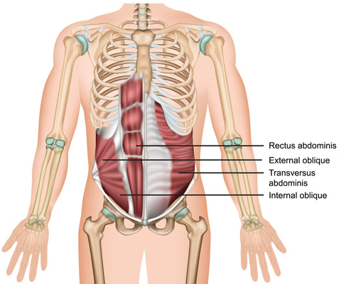 transversus abdominis muscle 3d medical vector illustration