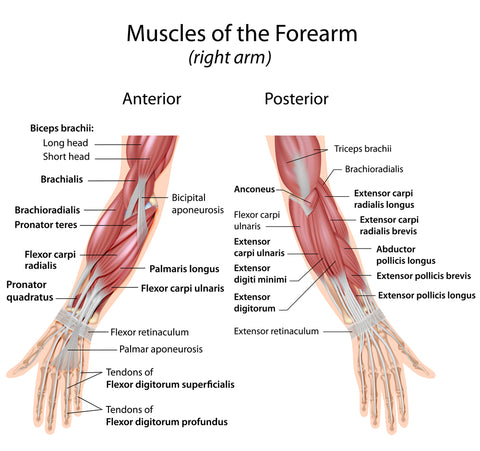 forearm muscle anatomy chart