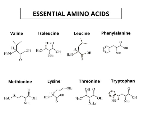 Chemical molecular formulas of amino acids