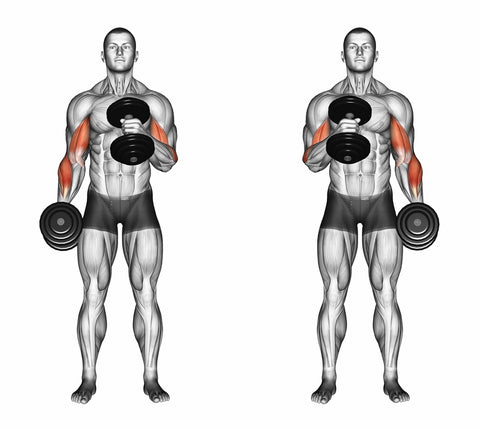 dumbbell hammer curl