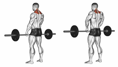How To Do Barbell Shrugs (Form & Benefits) - Steel Supplements
