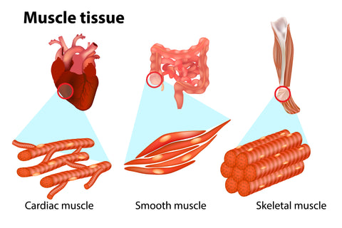 THREE TYPES OF MUSCLE TISSUE. Anatomy of muscular system