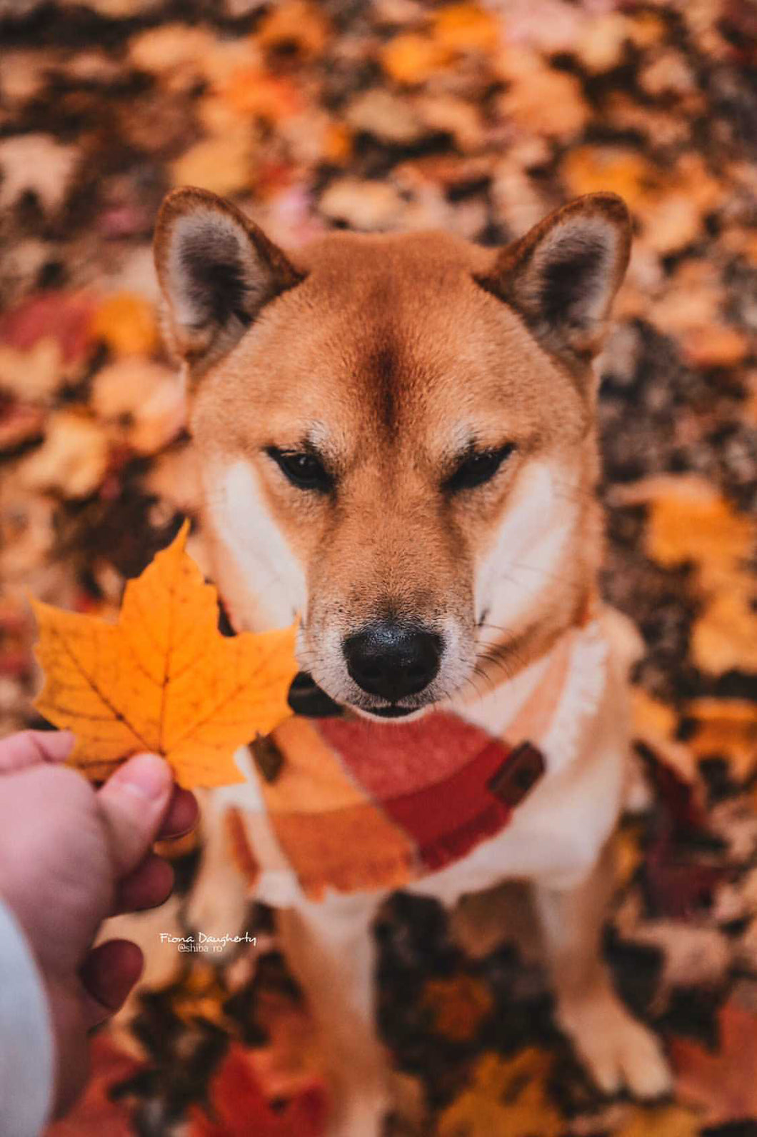 Autumn Leaves Dog Bandana Pet Clothing Accessories Shoes Pet Accessories Pet Supplies Hamaguri Co Jp