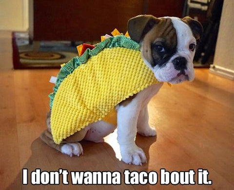 dog dressed as taco
